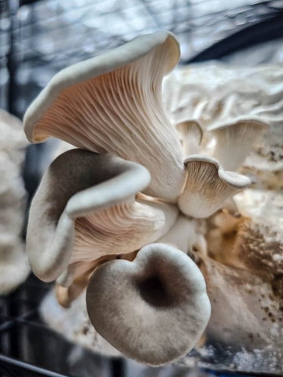 Blue Oyster mushrooms grown by Burton Windsor Mushrooms