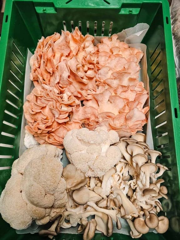 A fresh harvest of trimmed and cleaned gourmet mushrooms