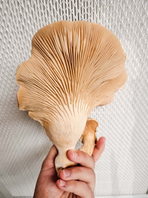 King Trumpet mushrooms grown by Burton Windsor Mushrooms