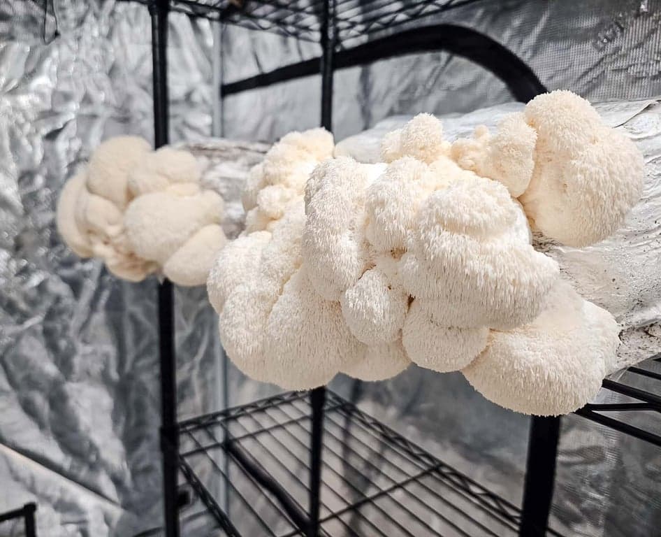 Lion's Mane mushrooms grown by Burton Windsor Mushrooms