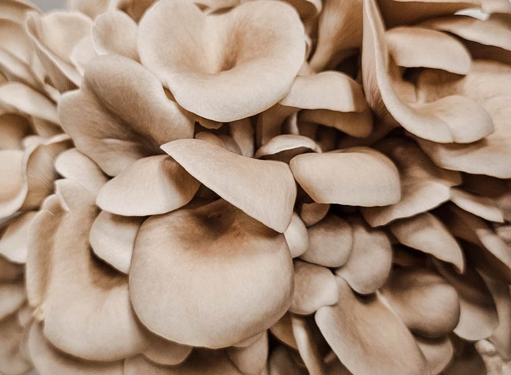 Close-up of fresh oyster mushrooms grown by Burton Windsor Mushrooms