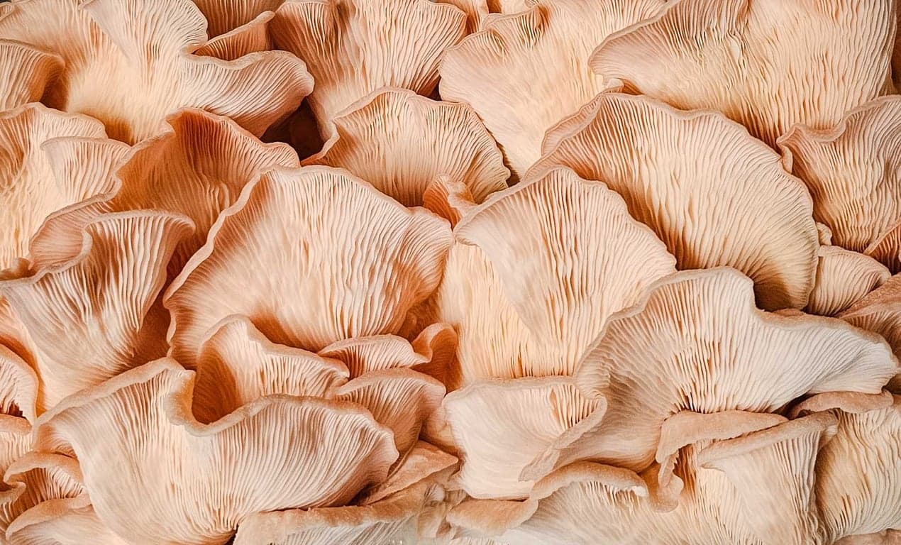 Pink Oyster mushrooms grown by Burton Windsor Mushrooms