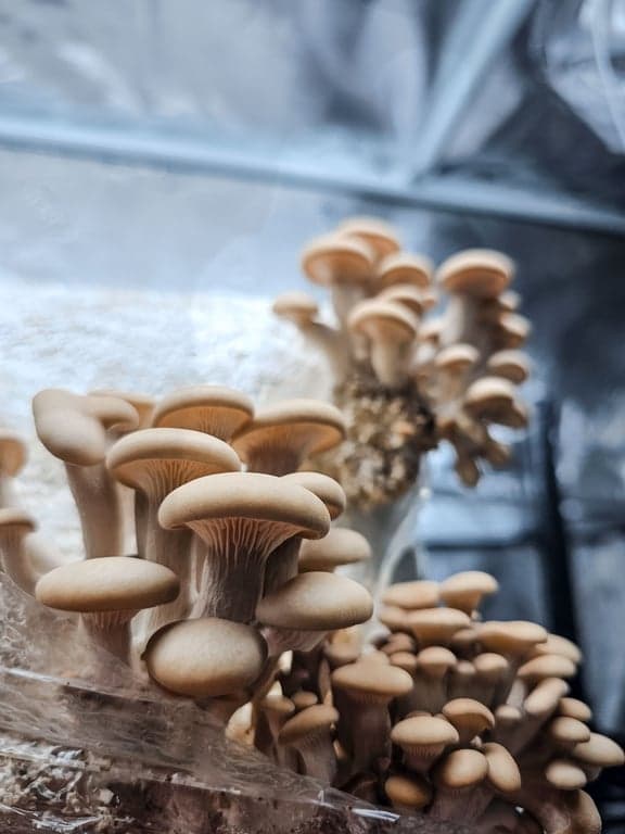 Pioppino mushrooms grown by Burton Windsor Mushrooms