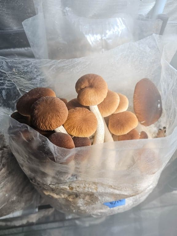 Pioppino mushrooms grown by Burton Windsor Mushrooms
