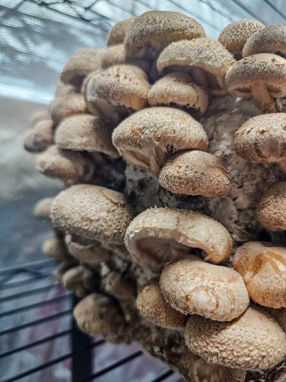 Shiitake mushrooms grown by Burton Windsor Mushrooms